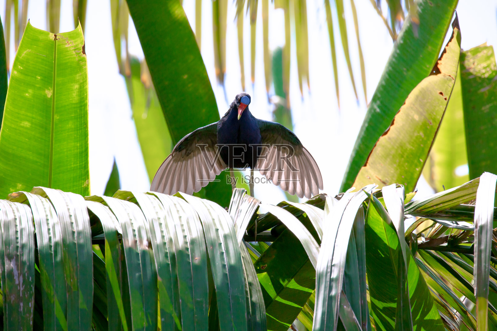 紫鸡-马氏紫菜种休息在热带森林在他的自然栖息地哥斯达黎加。照片摄影图片