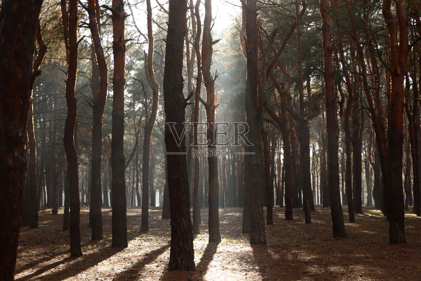 在阳光明媚的日子里，美丽的森林风景如画照片摄影图片