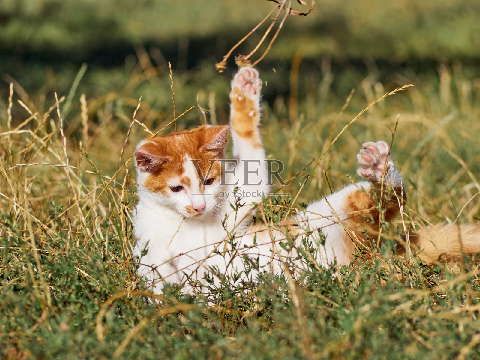 草丛里的小猫。照片摄影图片
