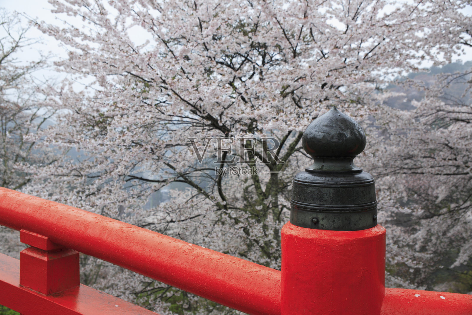 吉野山樱花盛开照片摄影图片