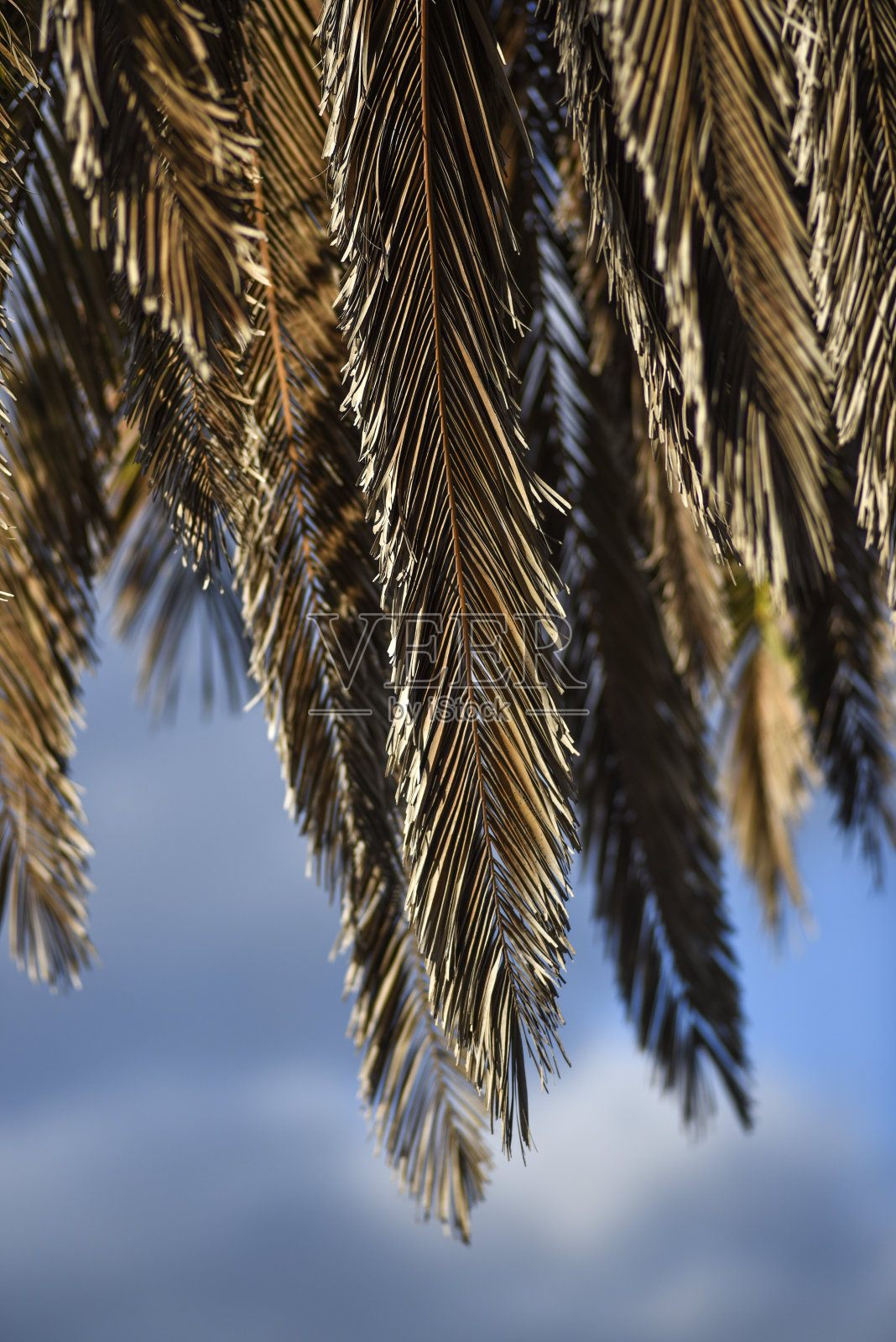在兰萨罗特加那利群岛，从下面的棕榈树名单上看，对着天空照片摄影图片