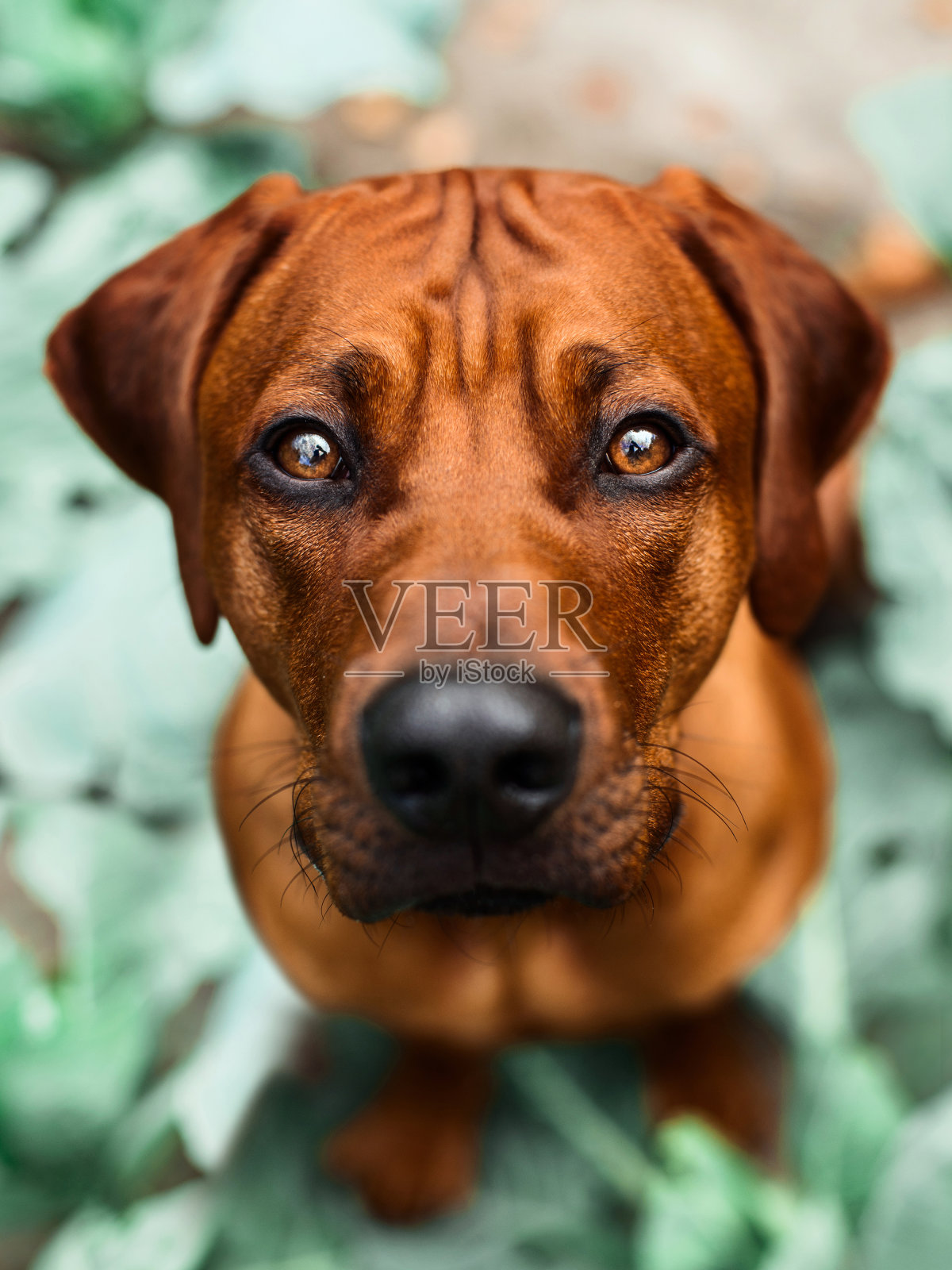 罗得西亚脊背犬在春天和夏天的自然背景照片摄影图片