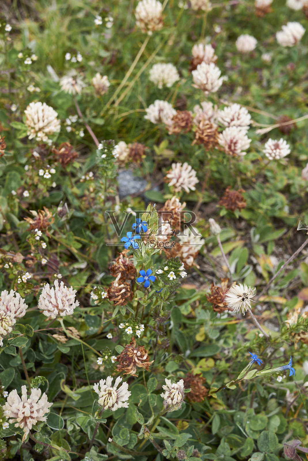 龙胆花盛开照片摄影图片