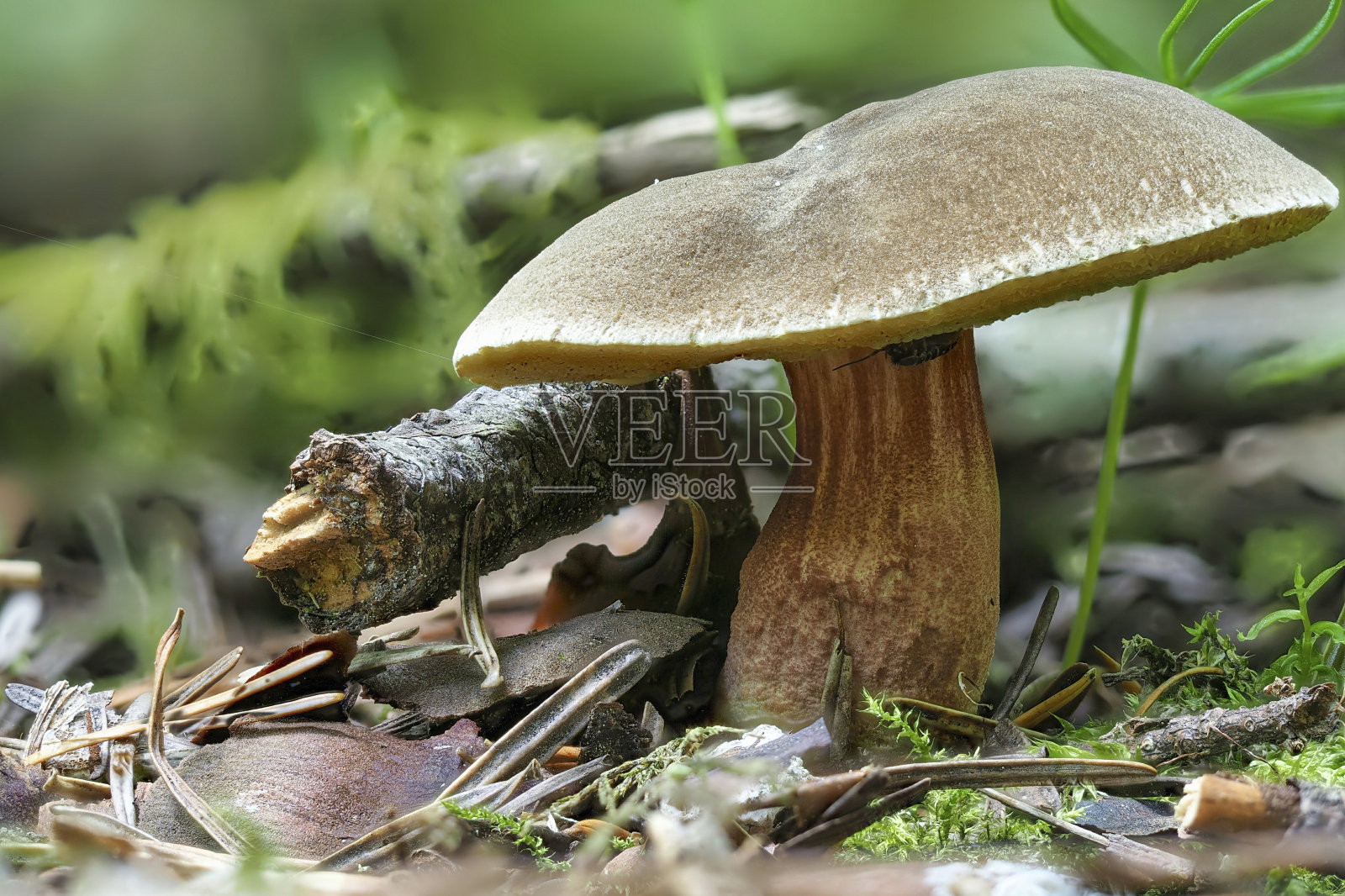 红裂菌(chrysenteron)是一种可食用的蘑菇照片摄影图片