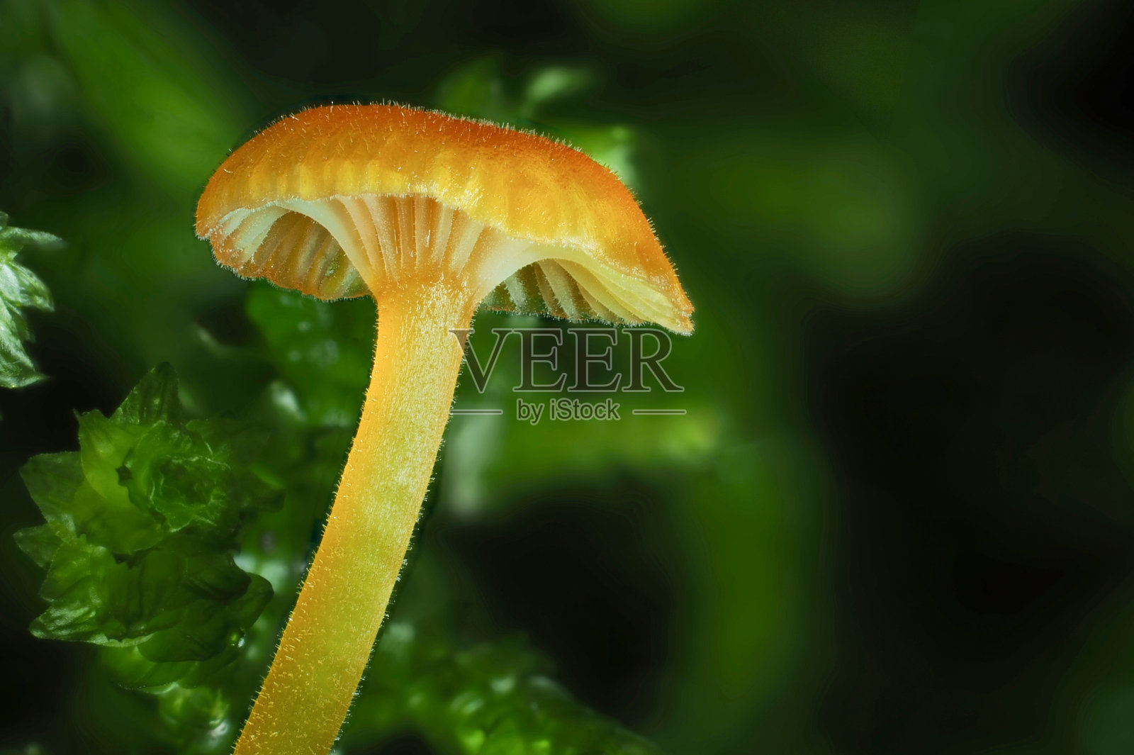 橙色苔藓(Rickenella fibula)是一种不能食用的蘑菇照片摄影图片