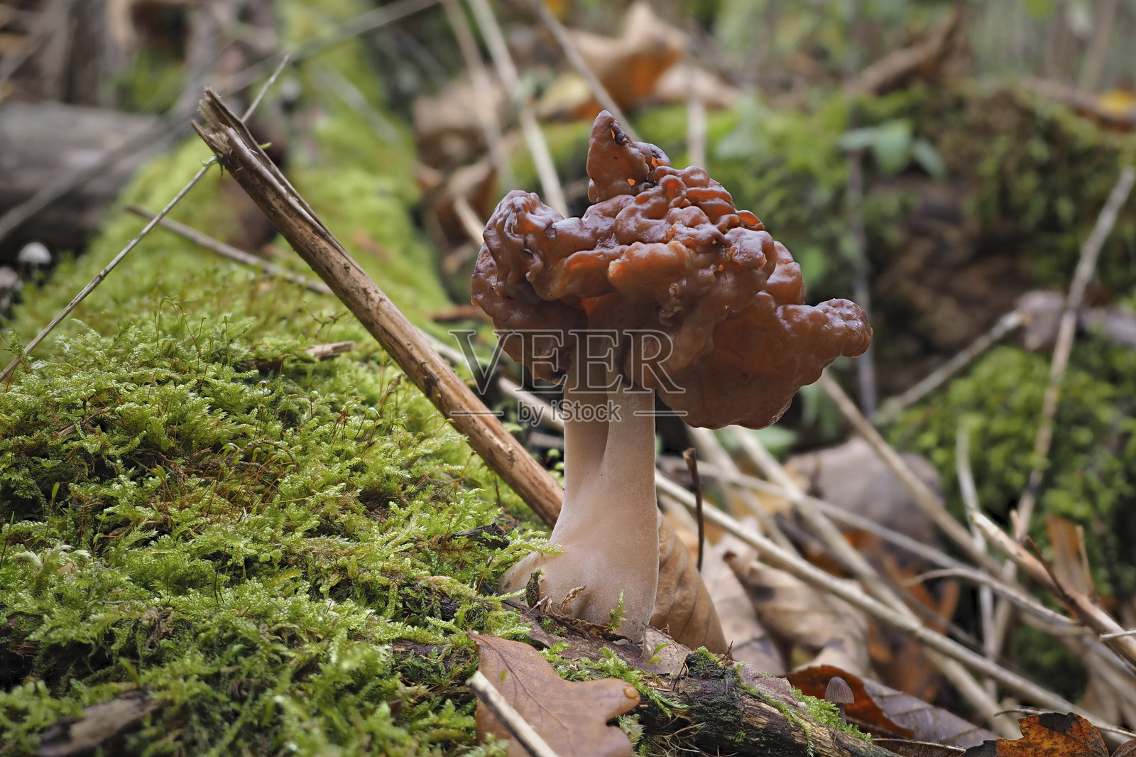 带帽的假羊肚菌是一种致命的有毒蘑菇照片摄影图片