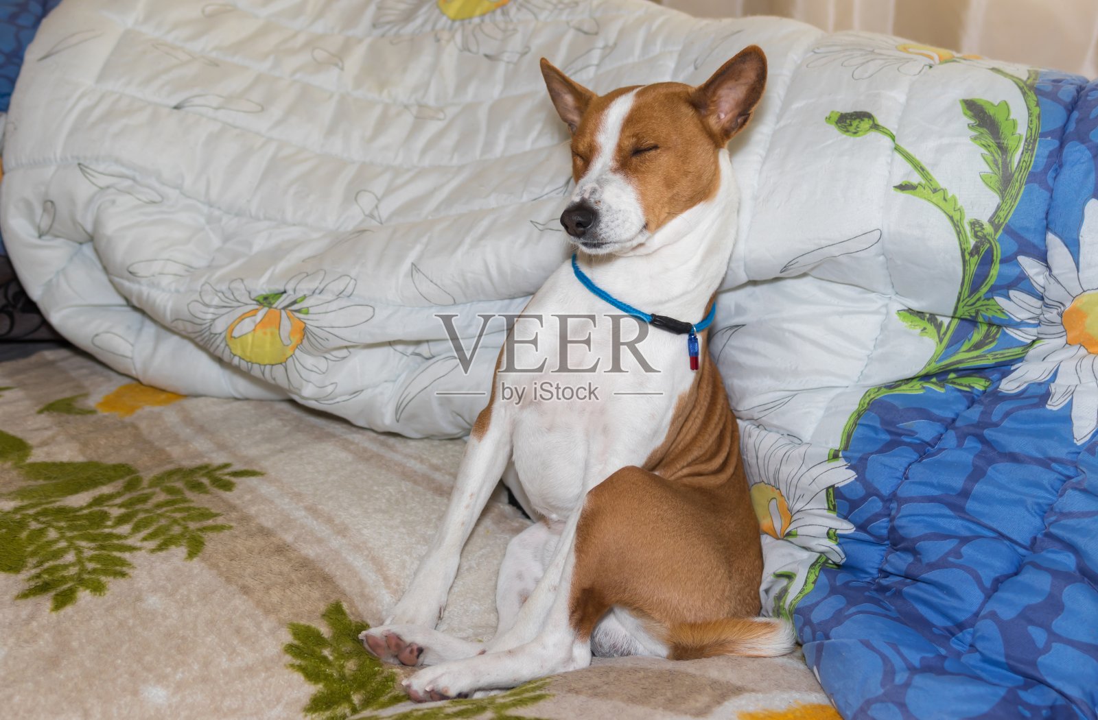 成熟的巴森基狗坐着睡得香甜，占据着人的沙发照片摄影图片