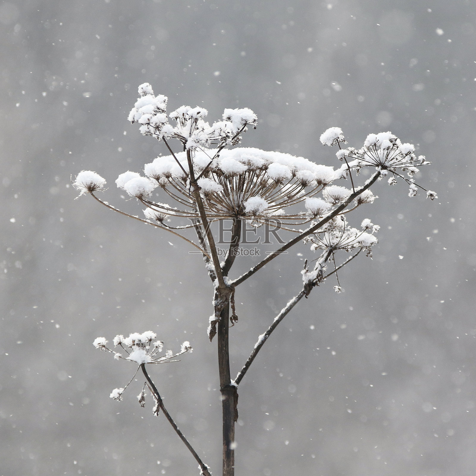 森林里的冬天照片摄影图片