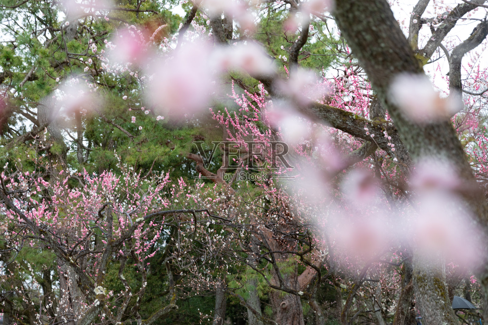 梅花照片摄影图片