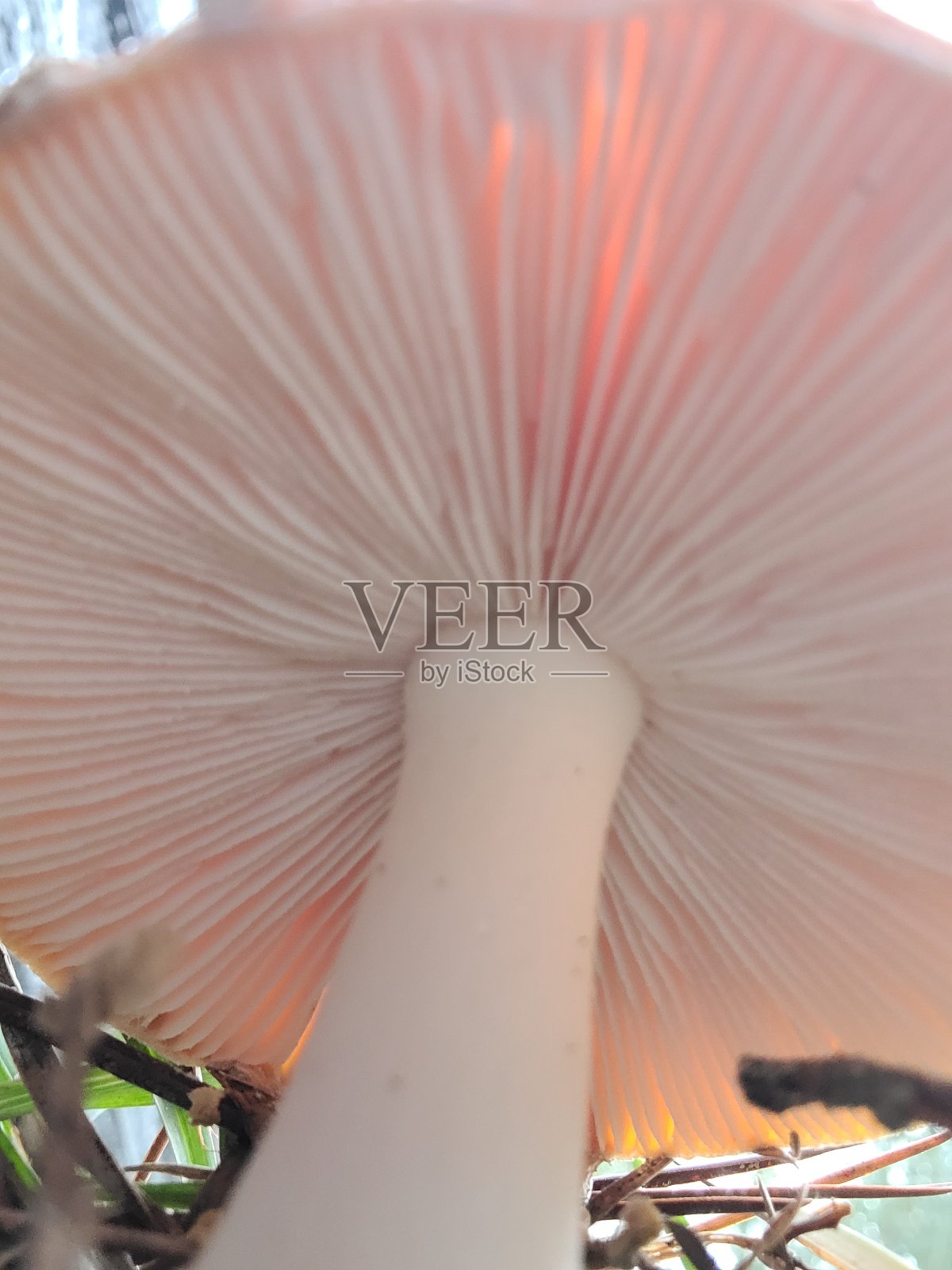 在蘑菇照片摄影图片