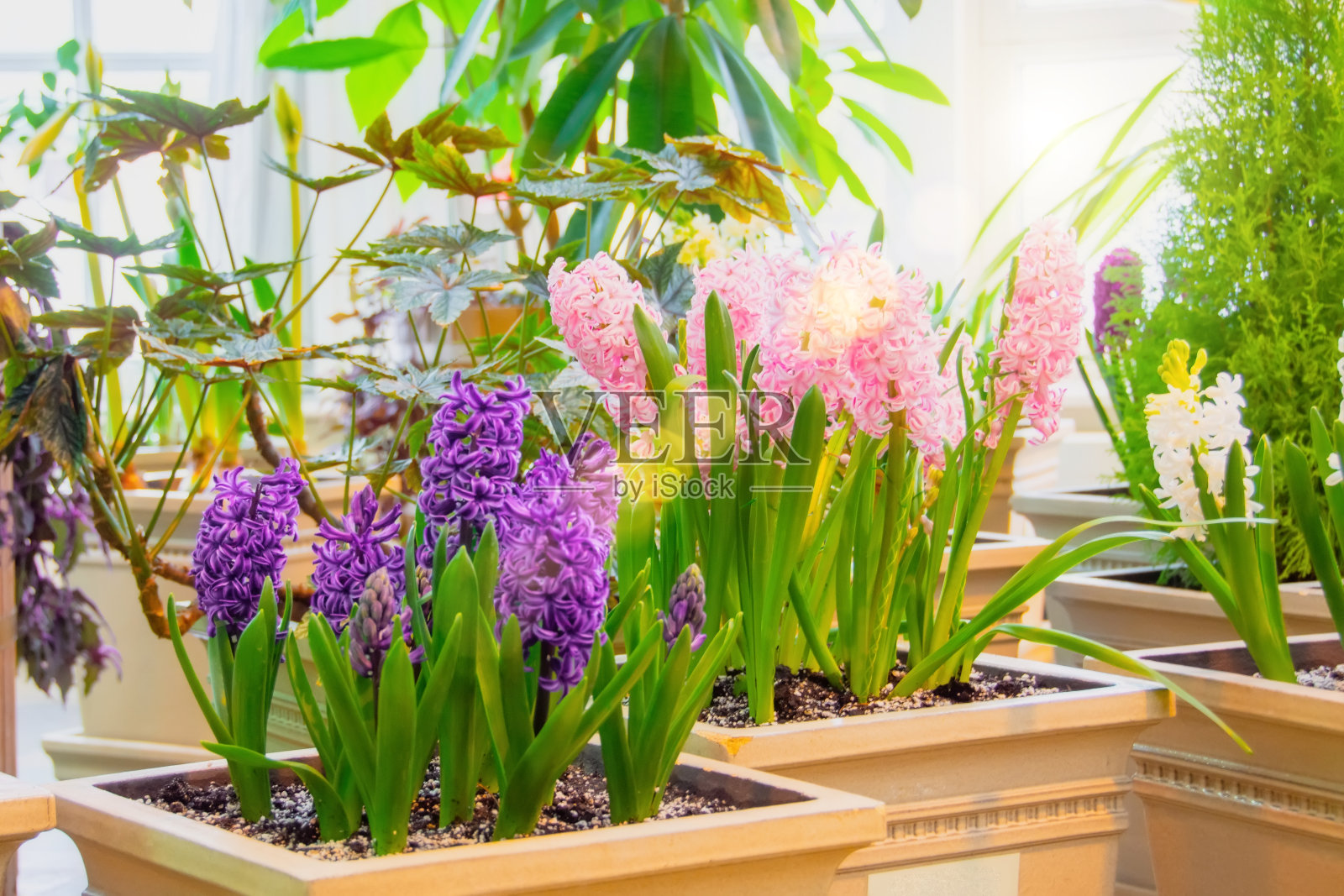 春天，温室里的花盆里盛开的风信子。照片摄影图片