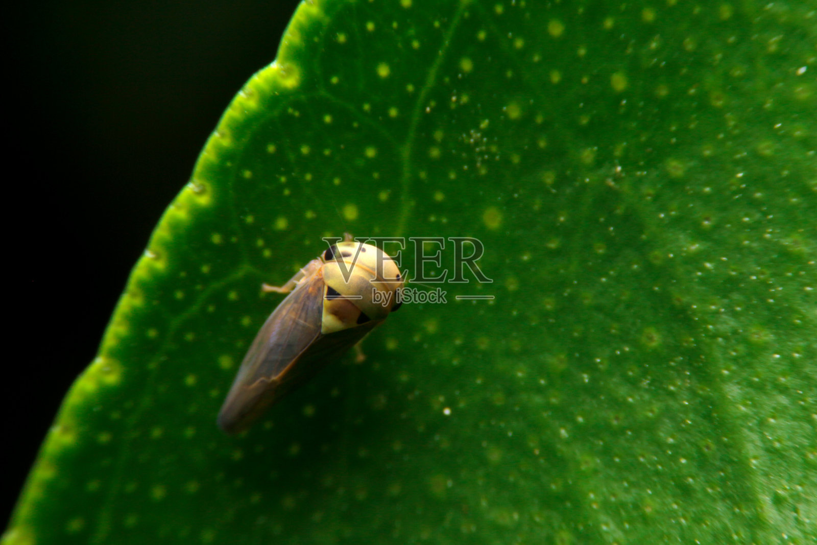 特写小叶蝉，飞虱照片摄影图片