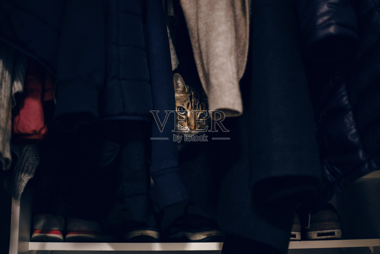 受惊的虎斑猫藏在衣柜的衣服里。可爱可爱的毛茸茸的条纹家养动物，绿色的眼睛掩藏在衣柜里。可爱的毛茸茸的小猫朋友。照片摄影图片