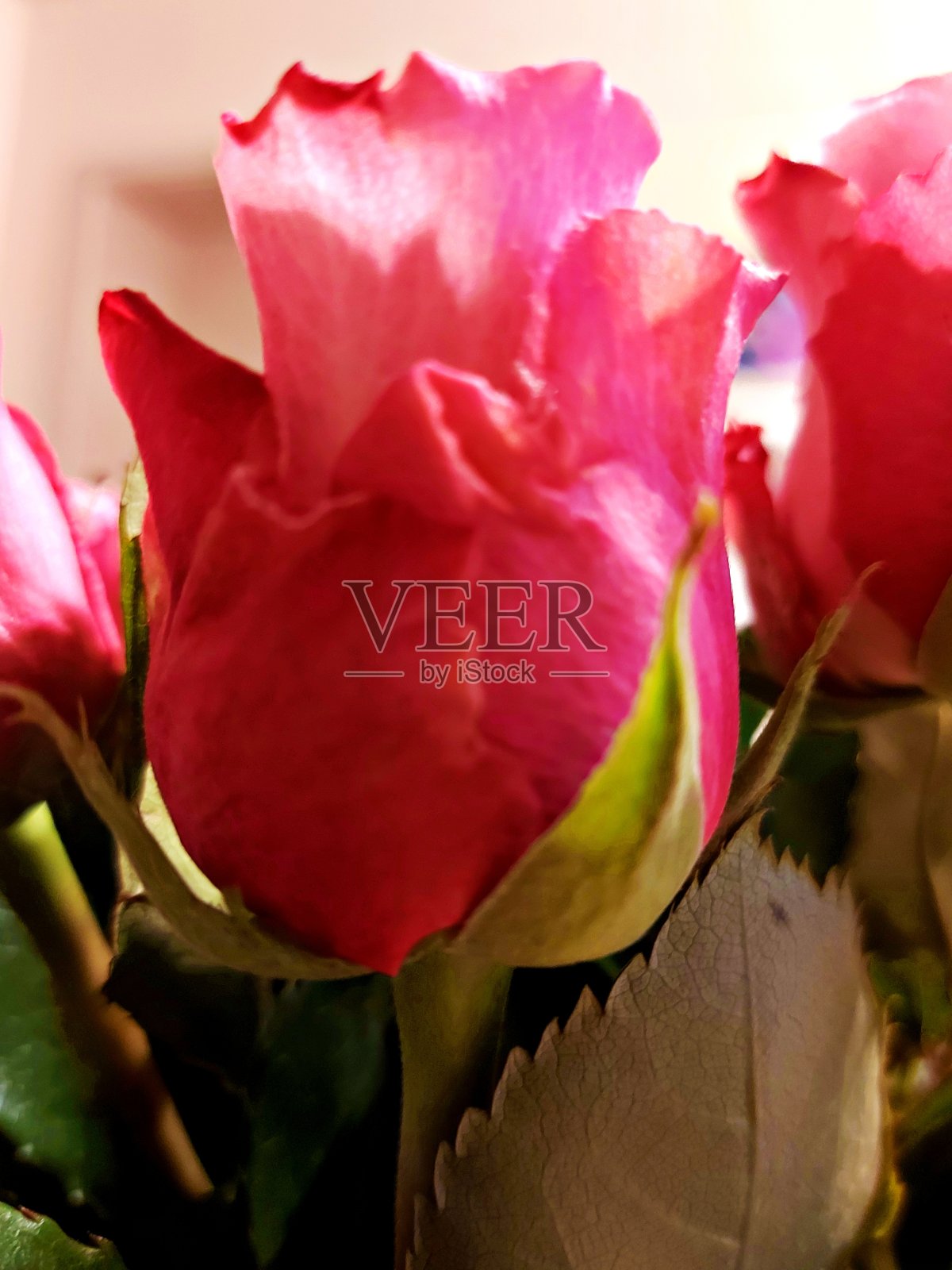 妇女节的玫瑰照片摄影图片