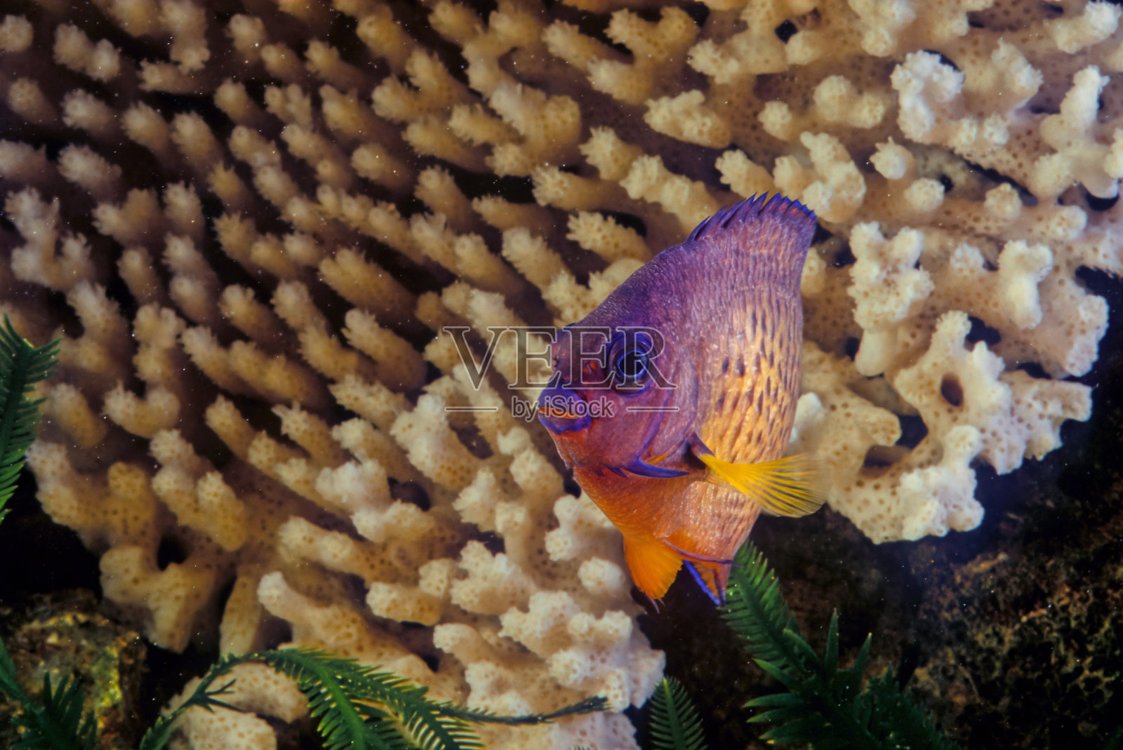 Twospined神仙鱼照片摄影图片