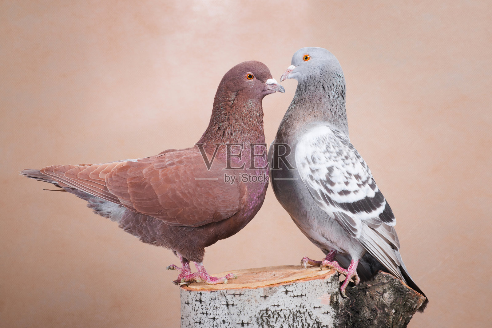 鸽子和鸽子在爱情中得到解释照片摄影图片