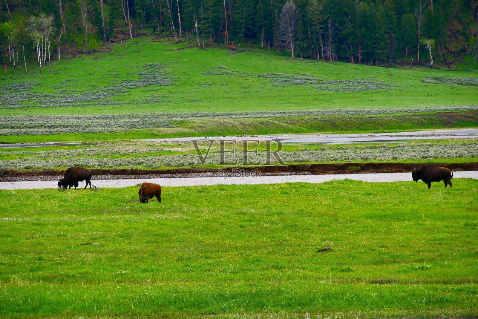 一群在黄石国家公园吃草的野牛照片摄影图片