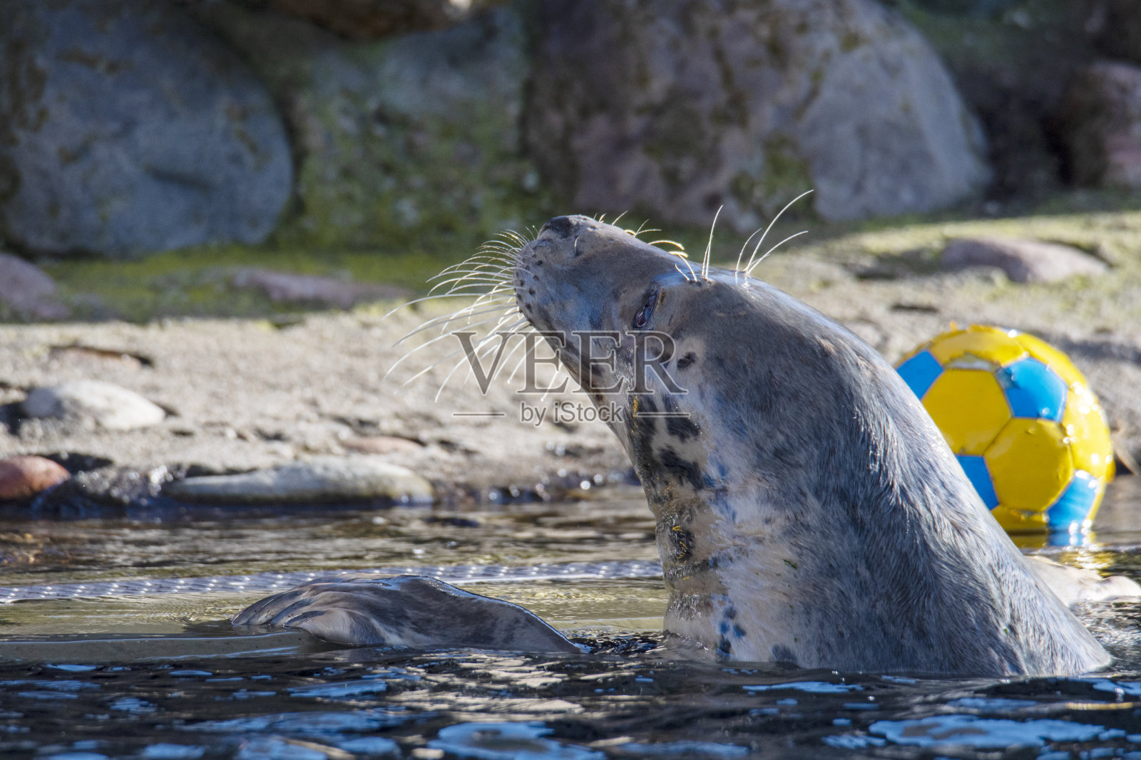 海中的灰海豹照片摄影图片