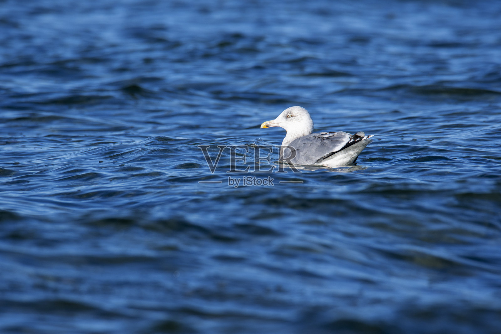 栖息在水域中的海鸥照片摄影图片