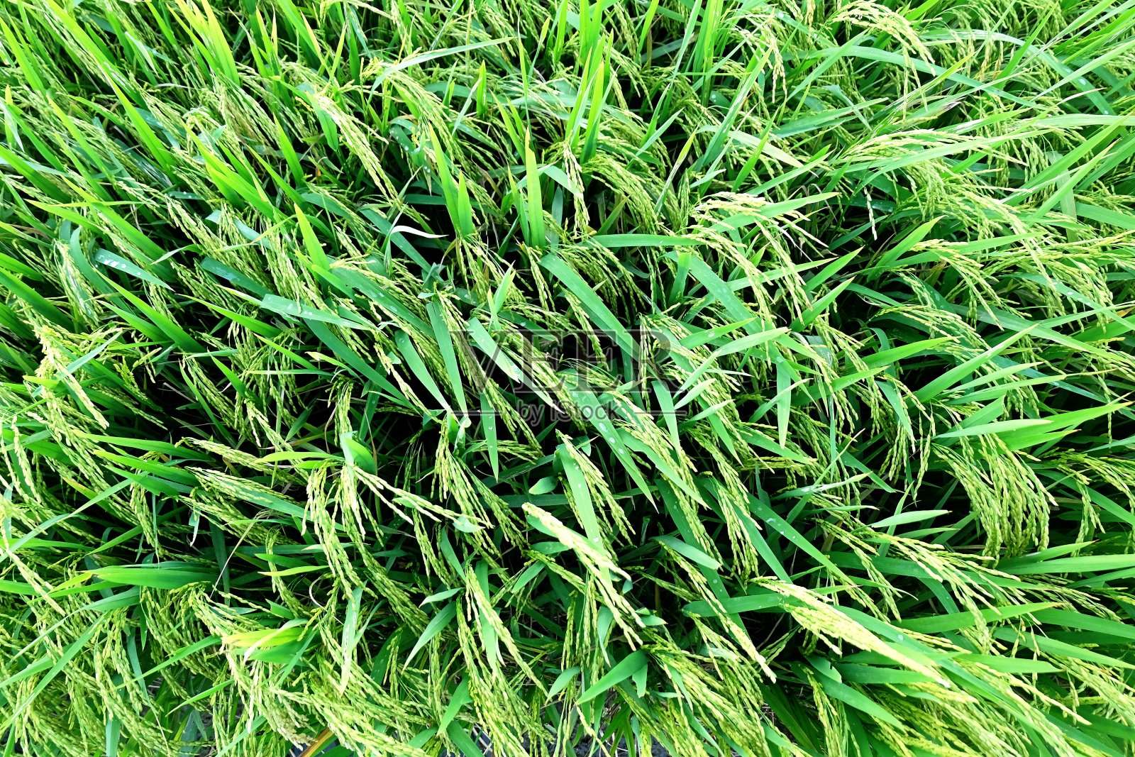 俯视图的稻田。照片摄影图片