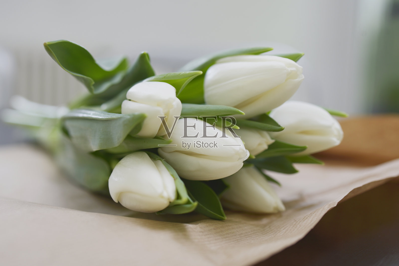 一束白色郁金香照片摄影图片