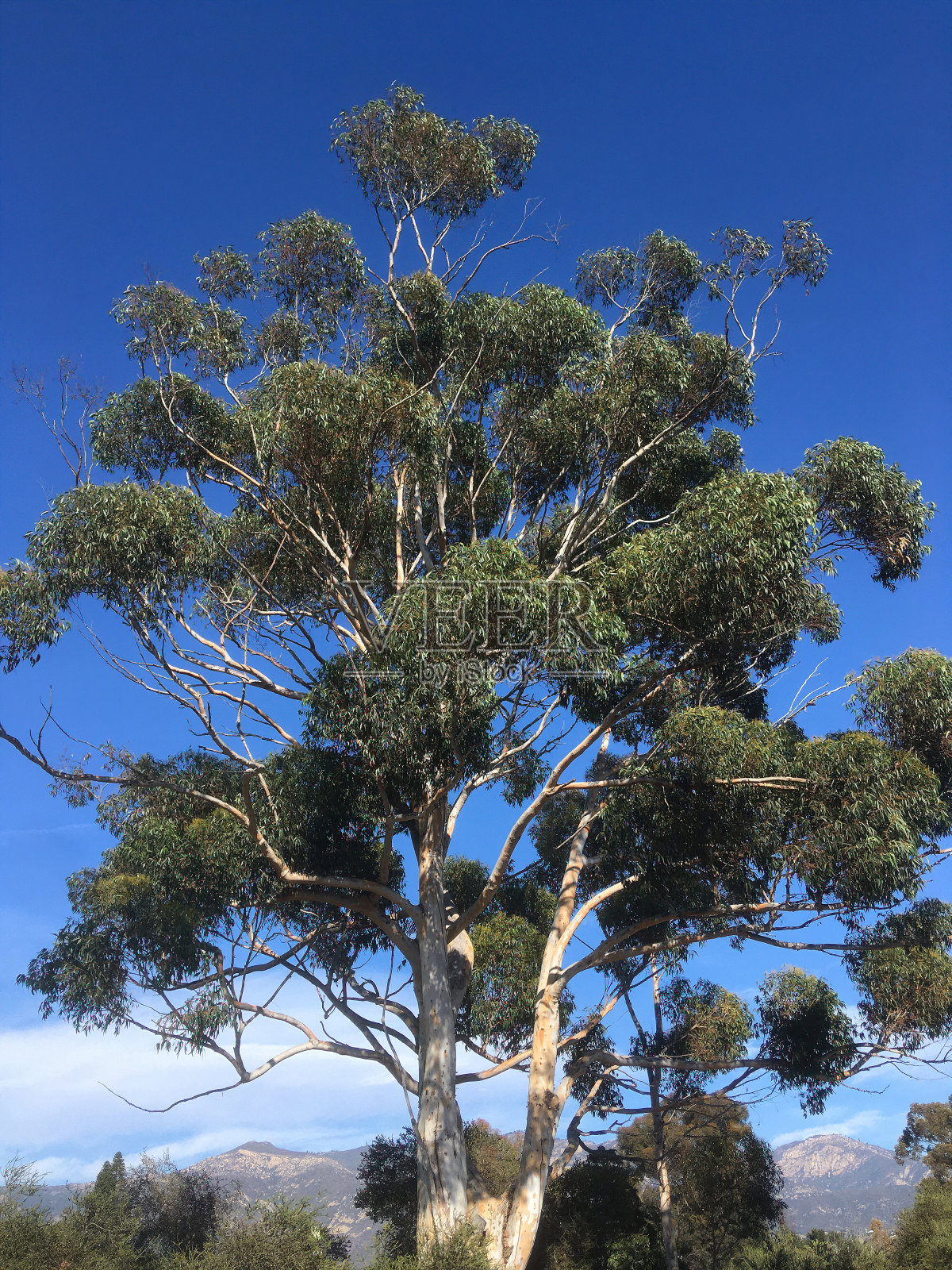 尤加利树照片摄影图片