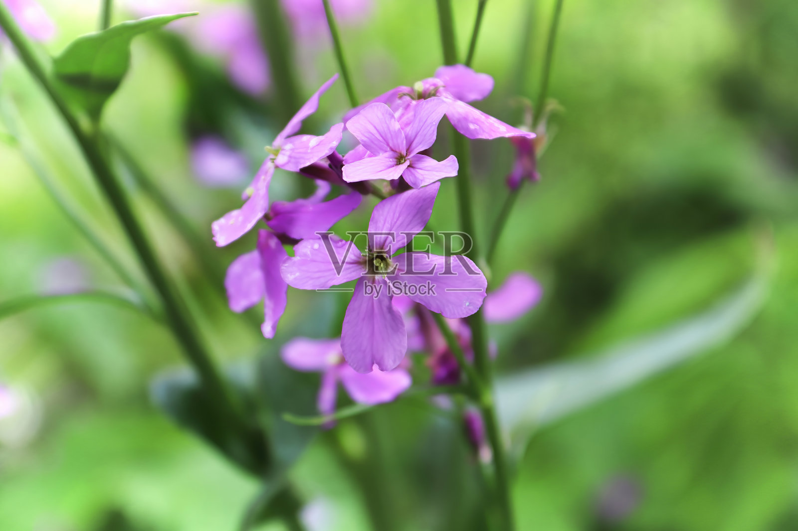 宏观浅观墙花盛开在花园里照片摄影图片