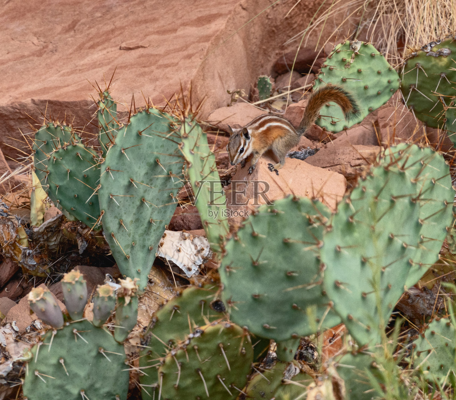 在美国西南部的沙漠徒步旅行:松鼠和仙人掌照片摄影图片