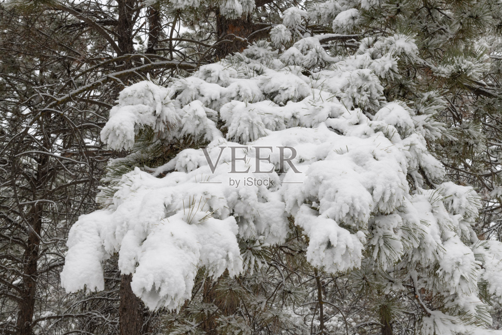 大雪压弯了树枝照片摄影图片