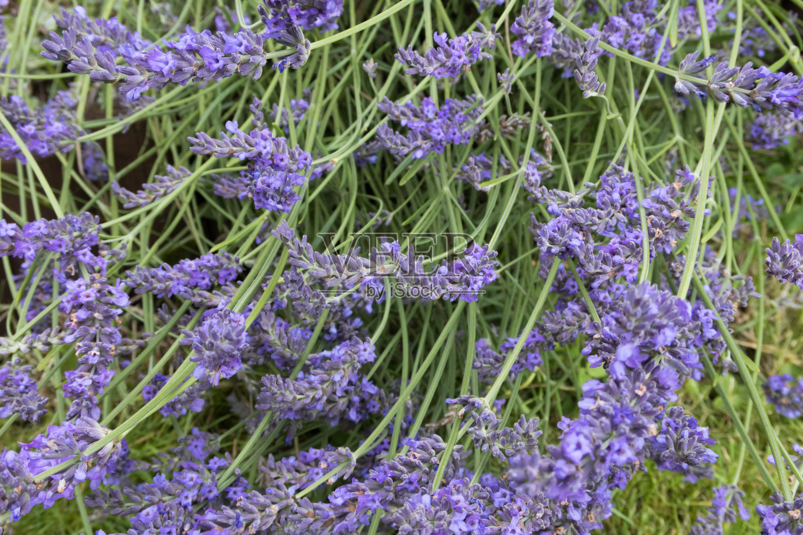 夏天紫色薰衣草的特写照片摄影图片
