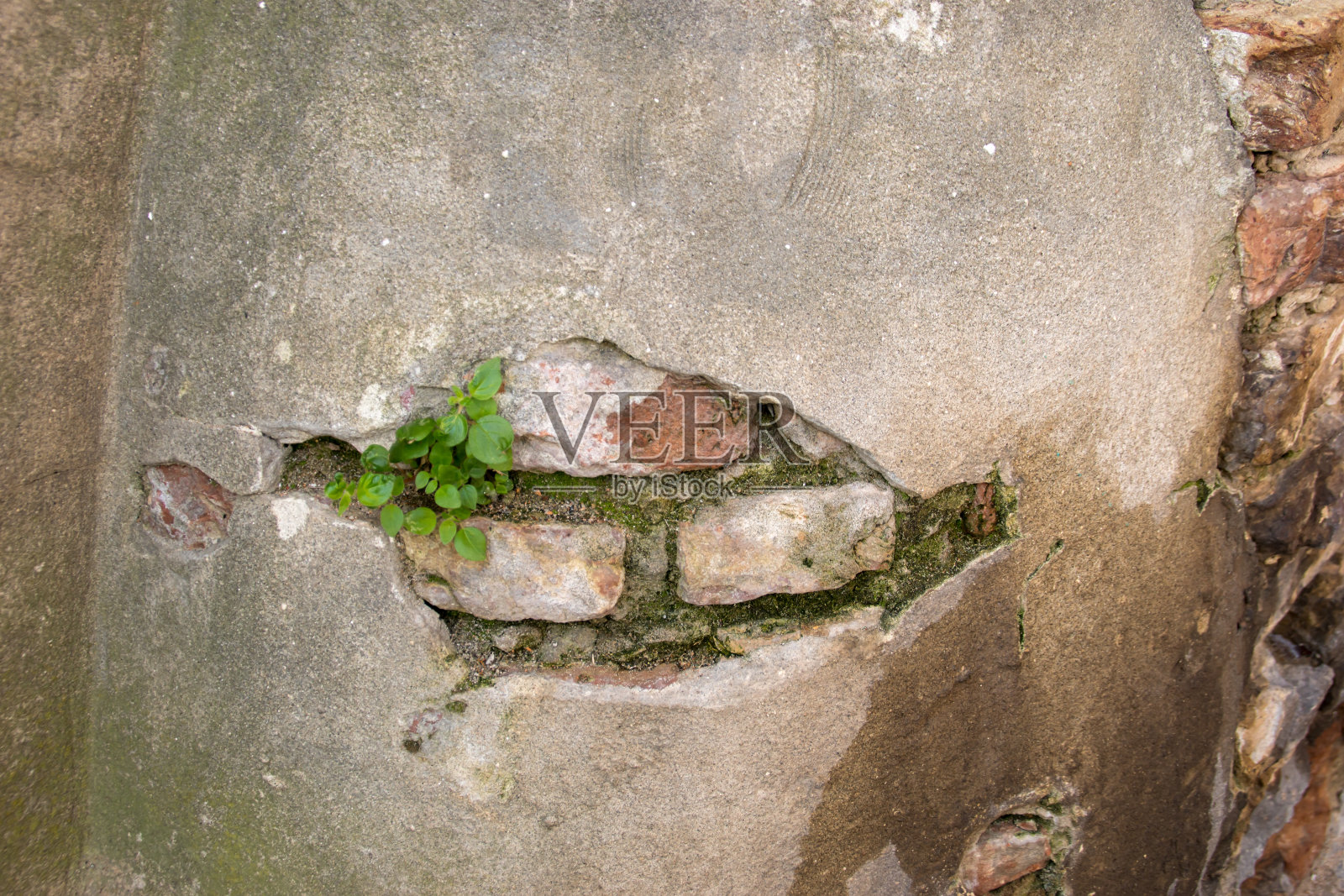 在破墙里生长的植物照片摄影图片