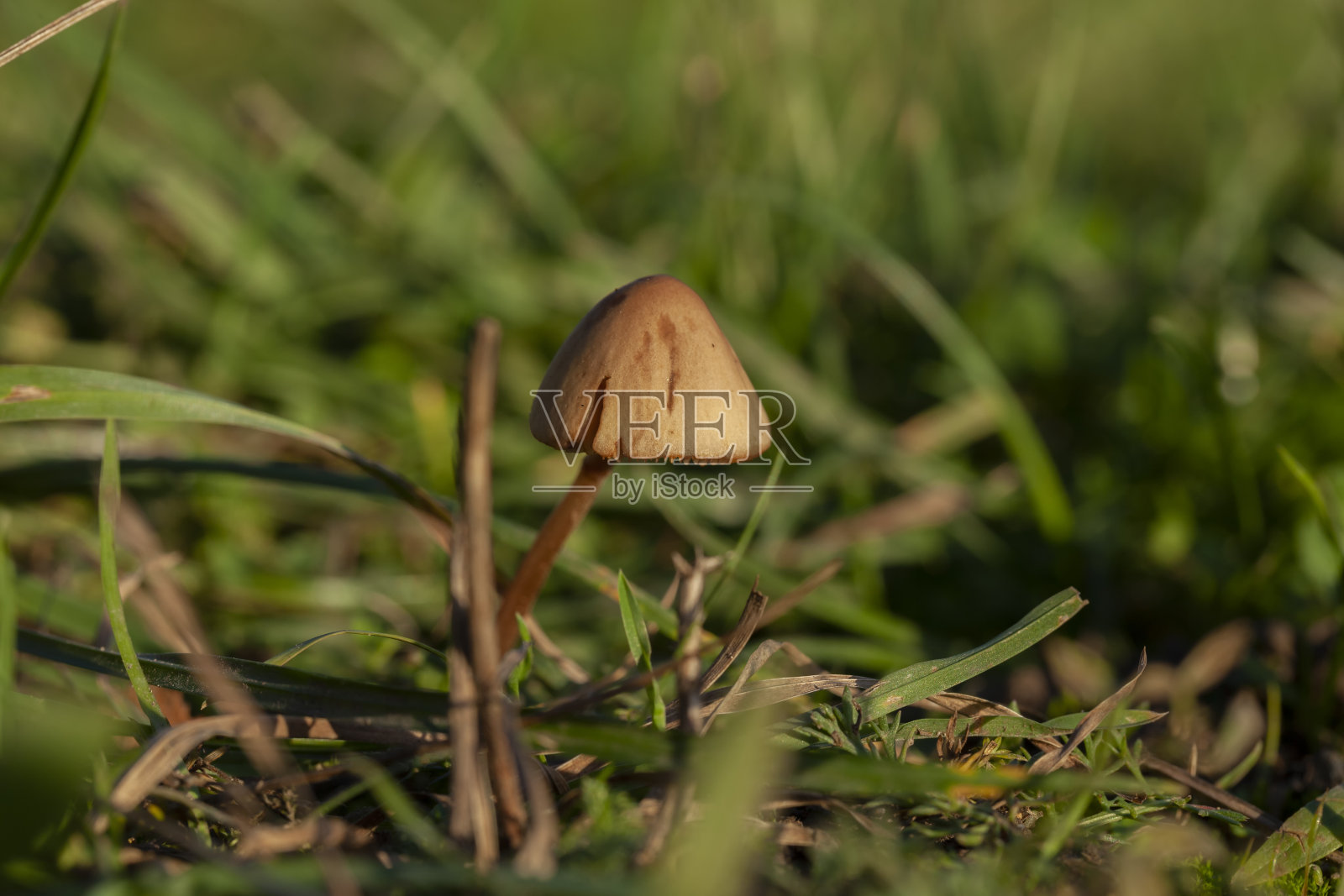 棕色小蘑菇照片摄影图片