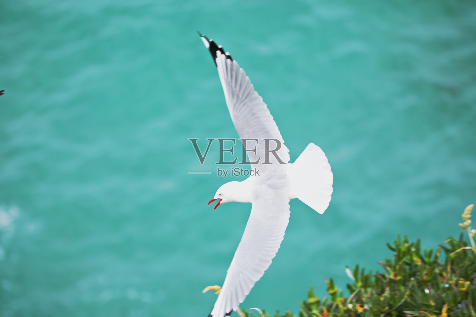 飞翔的海鸥照片摄影图片