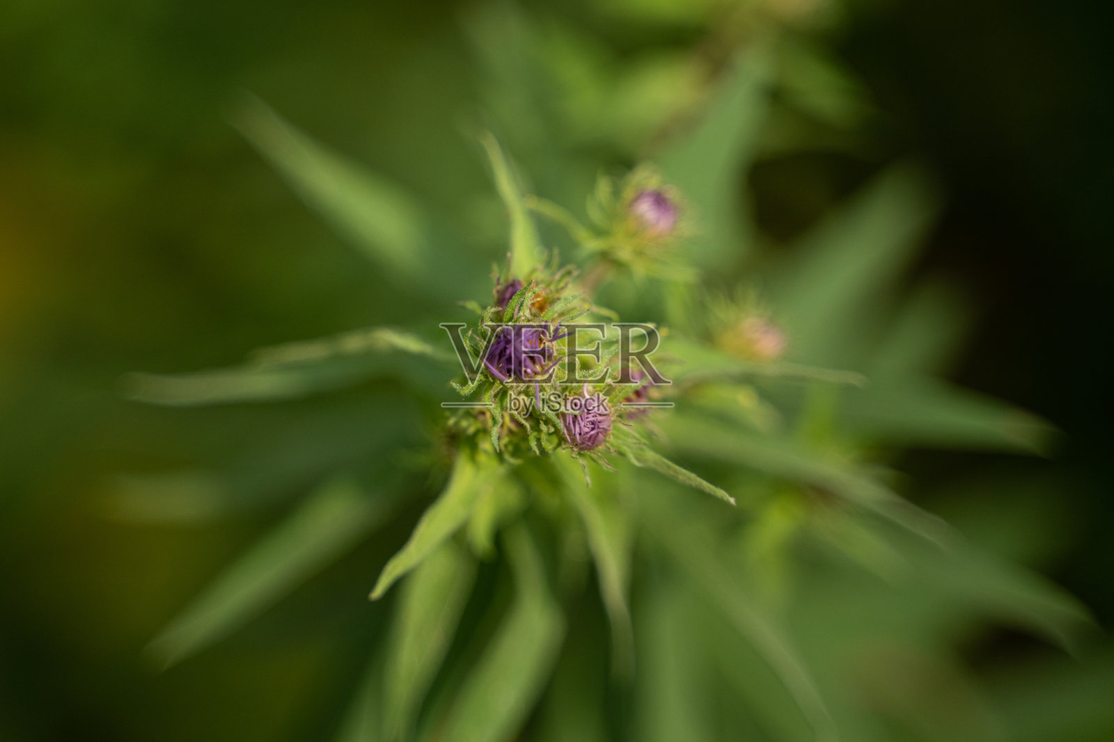 一个封闭的花蕾照片摄影图片