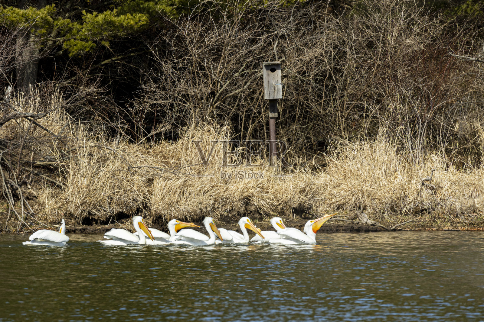 白鹈鹕A1R_5676。CR3照片摄影图片