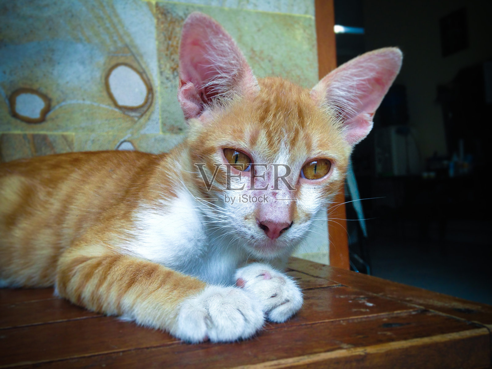 橙色和白色的毛毛猫橙色眼睛躺在房子的小桌子上的年轻雄性雄猫照片摄影图片