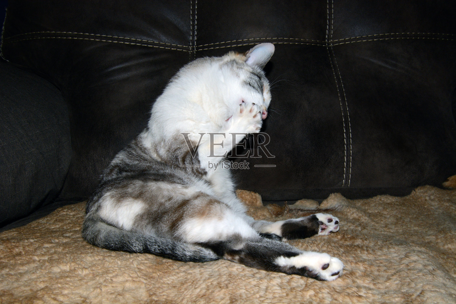 稀白布猫洗澡照片摄影图片