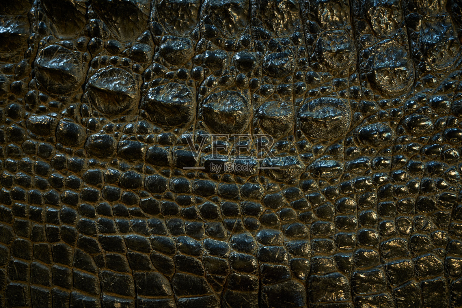 逼真的鳄鱼皮肤背景上的高分辨率照片摄影图片