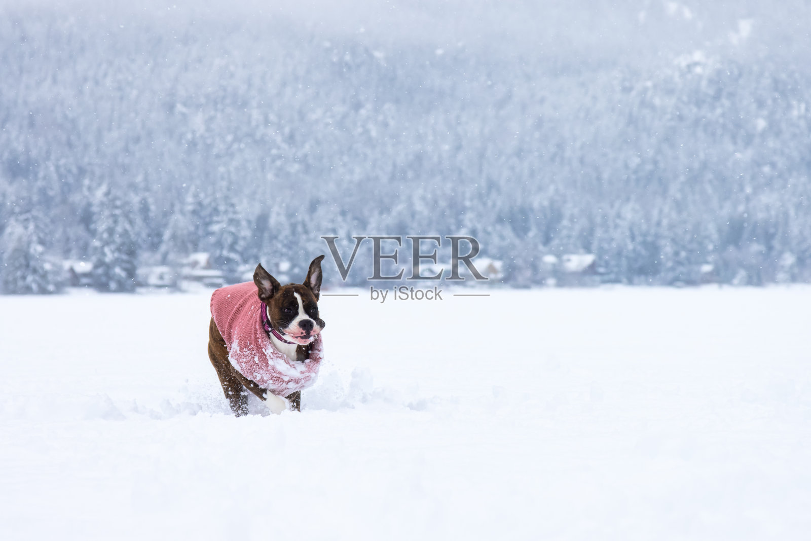在雪地里玩耍的可爱雌性拳师犬照片摄影图片