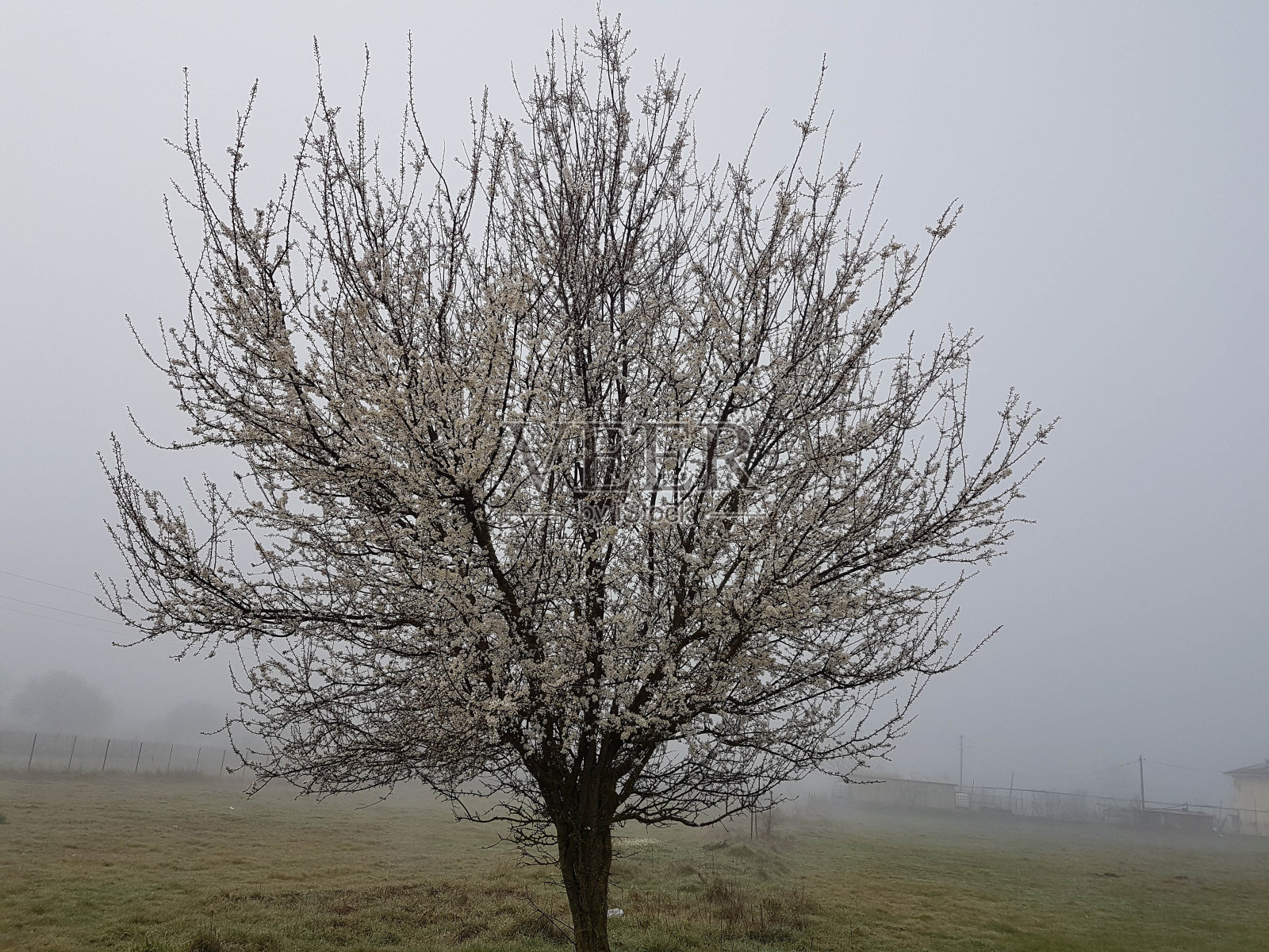 雾花树在早春季节的天气背景在ionnina greeve照片摄影图片