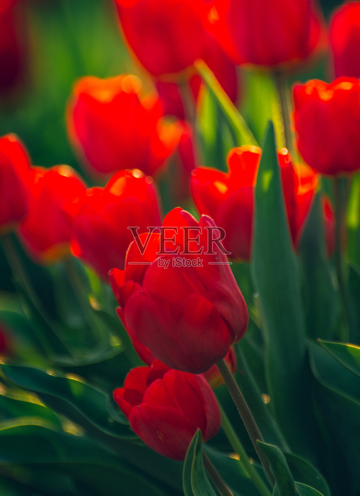 郁金香照片摄影图片