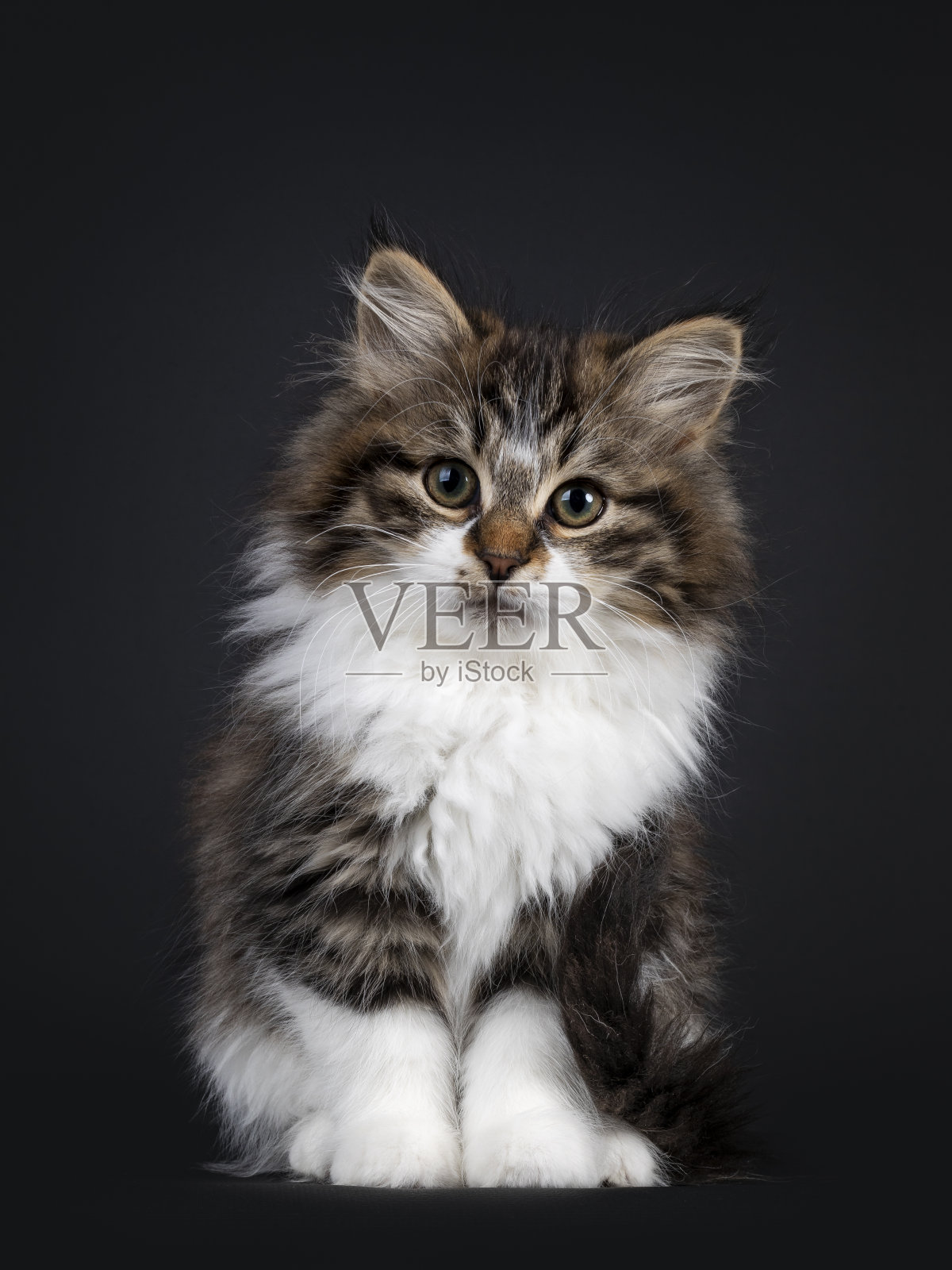 黑色背景上的西伯利亚小猫照片摄影图片