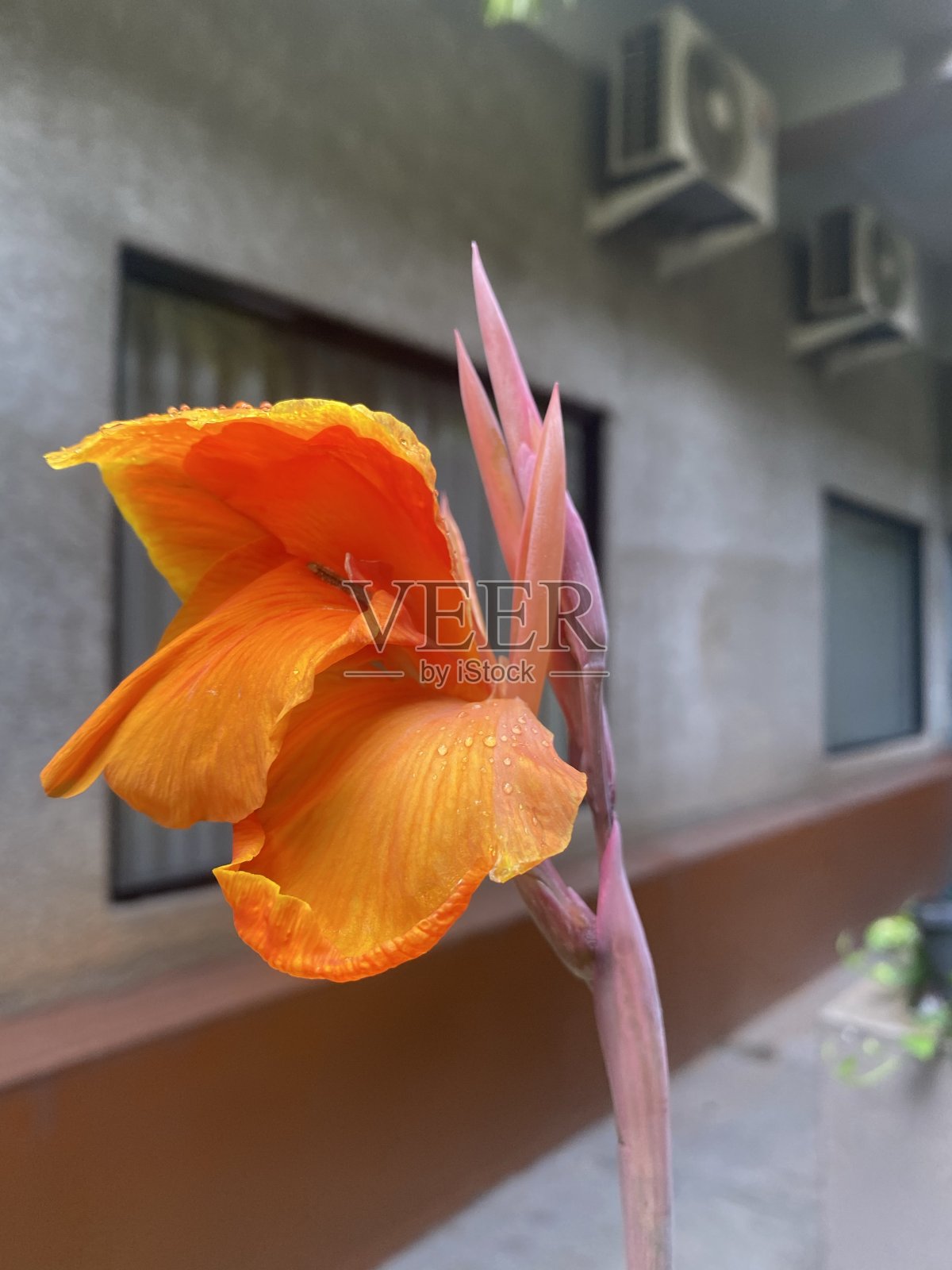 橘色花照片摄影图片