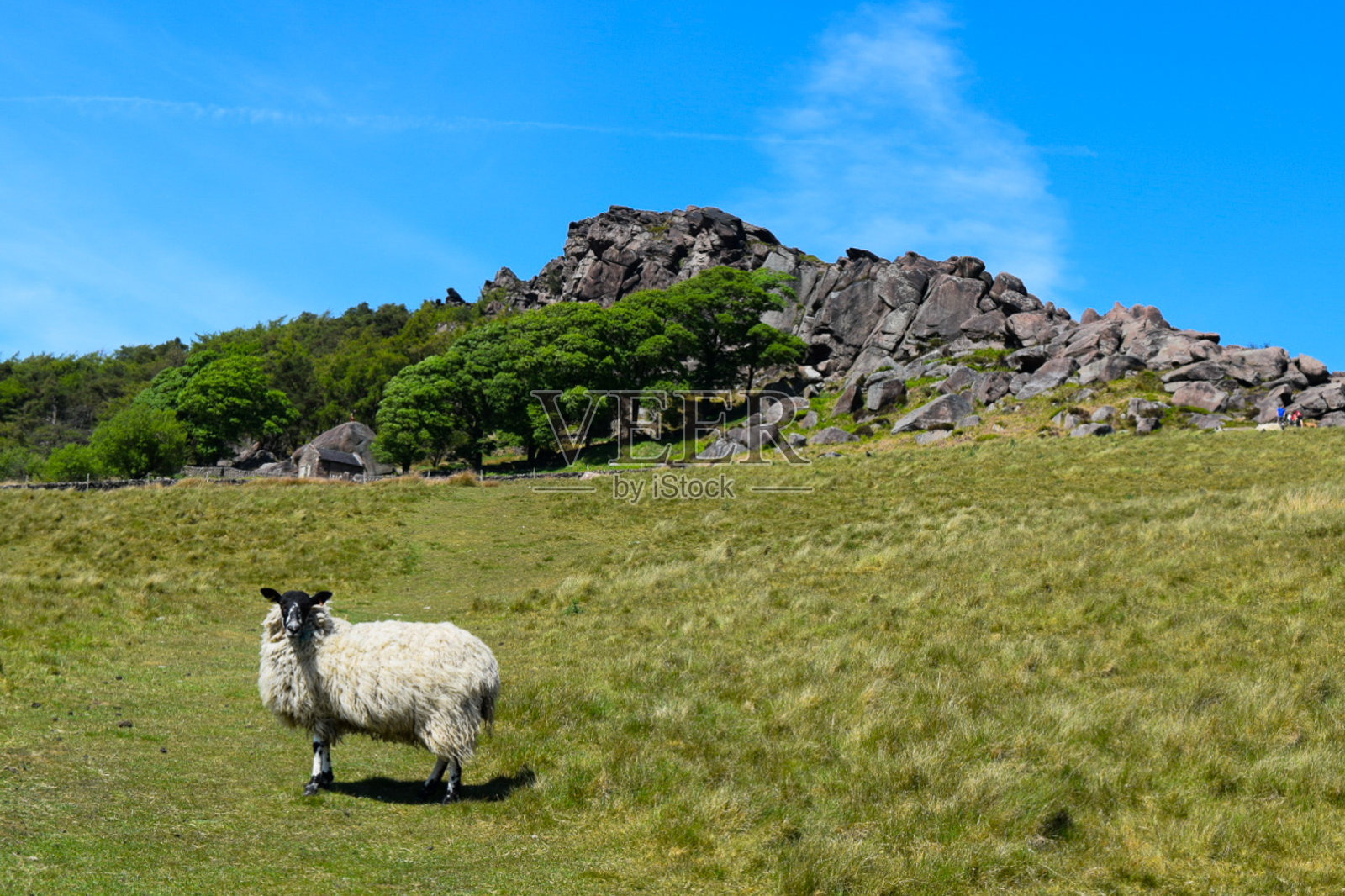 皮克区的蟑螂照片摄影图片