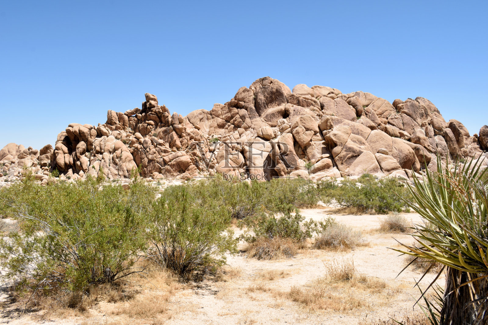 约书亚树的美丽风景照片摄影图片