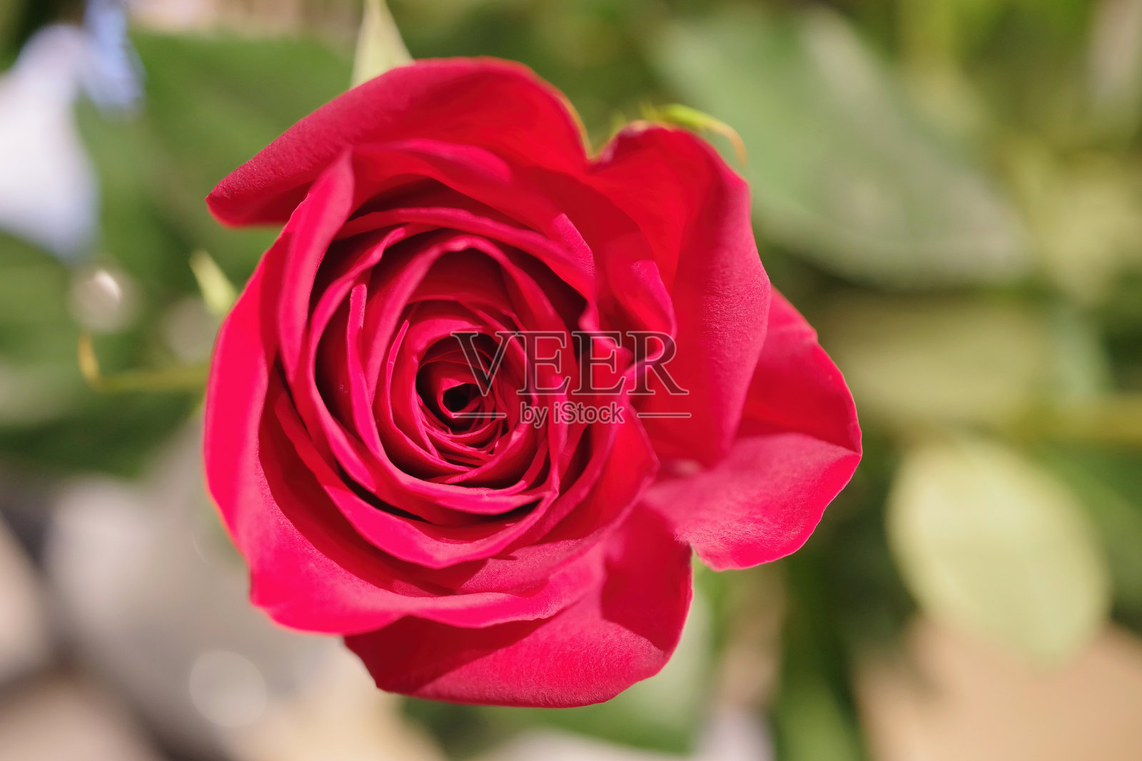 红玫瑰照片摄影图片