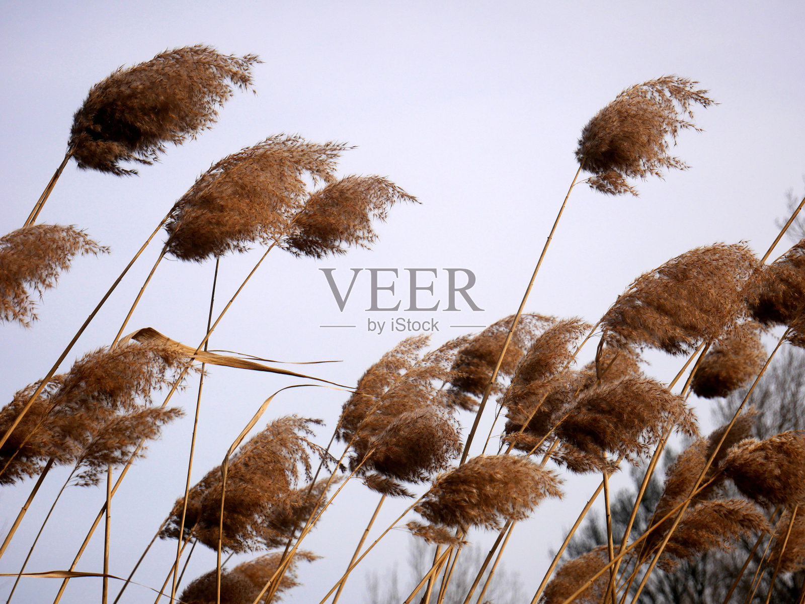 在冬天的一天，潘帕斯草在风中移动照片摄影图片