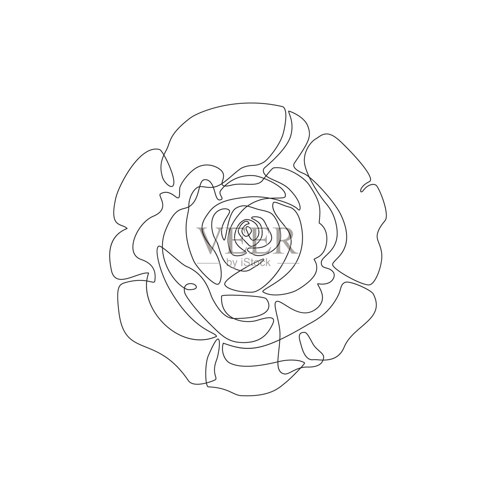 抽象的一线玫瑰艺术。美丽的花组成孤立在白色的背景。插画图片素材