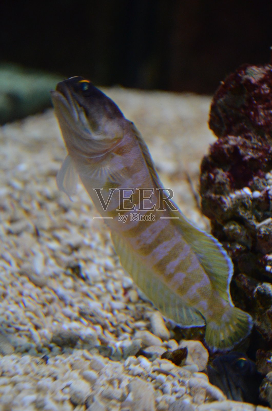 德国法兰克福水族馆的热带鱼照片摄影图片