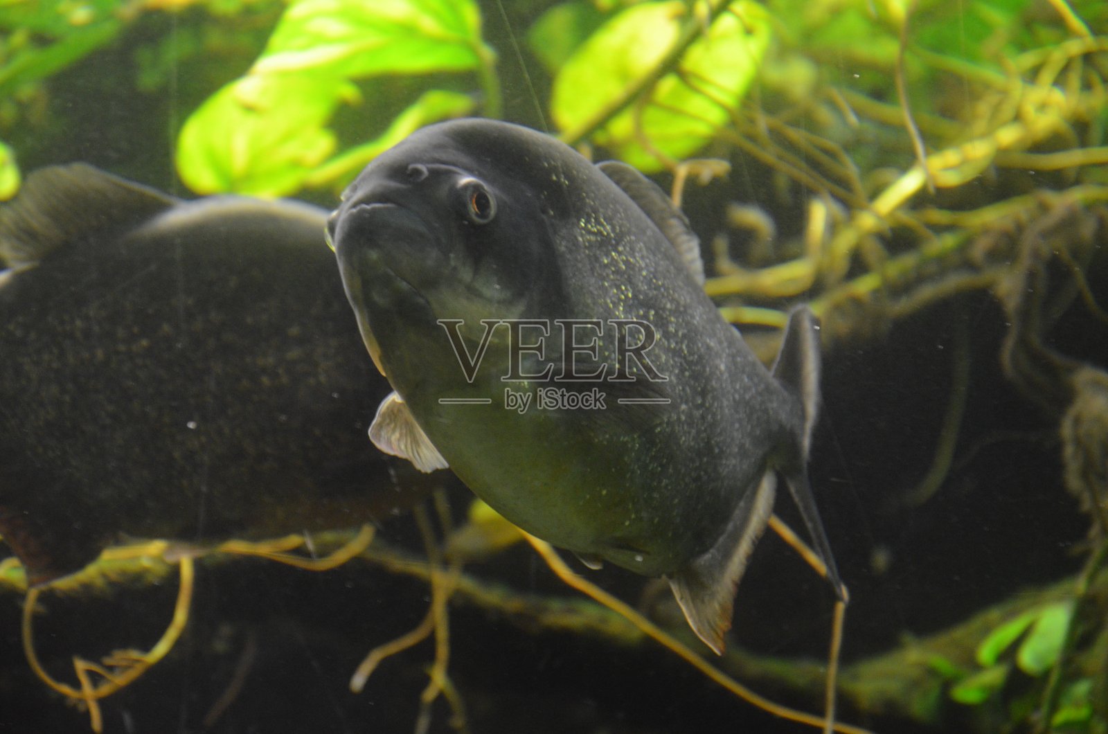 德国法兰克福水族馆的热带鱼照片摄影图片